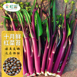 十月鲜红菜苔种子种籽广东菜籽春秋四季菜心南方冬季大全蔬菜种孑