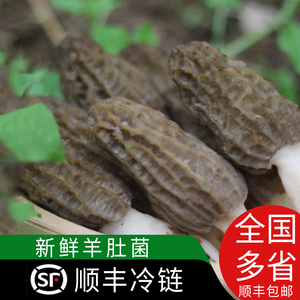 2024新鲜干羊肚菌四川特产特级 羊肚类蘑菇食用菌煲汤 干货