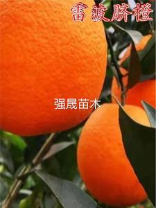 正宗雷波脐橙树苗薄皮无渣橙子树苗嫁接橙子树苗南方北方四季种植