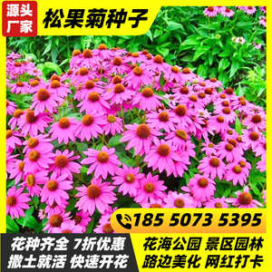 紫松果菊花种子春秋播种多年生耐寒花籽室外庭院景区花卉观花种籽