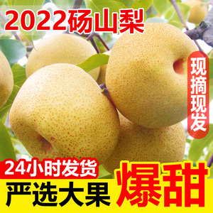 新鲜梨子10斤应季安徽砀山梨青皮汤山现摘水果梨脆甜酥梨整箱