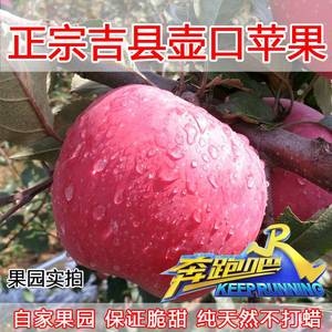 山西苹果吉县红富士苹果新鲜壶口苹果当季水果有机带皮