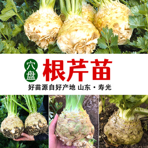 根芹苗特色蔬菜幼苗大批量南方阳台菜苗种子芹菜根栽培春季种籽