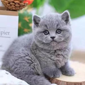纯种蓝猫幼英短折耳猫幼体崽活OZD矮脚英国短毛小猫猫宠物猫咪猫