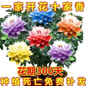 【耐热耐寒】十里香花卉大全驱蚊客厅绿植盆栽地栽耐寒室内外植物