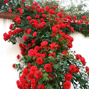 四季播蔷薇花种子爬藤月季玫瑰开花不断爬墙攀援庭院室内花卉盆栽