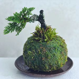 Moss Ball Pot Bird Nest Flower Plant Home Office Desk Table