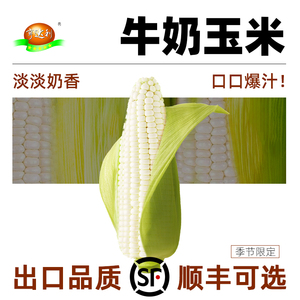 【新鲜速发】新鲜水果玉米牛奶福建漳州4斤冰糖爆浆新鲜甜玉米