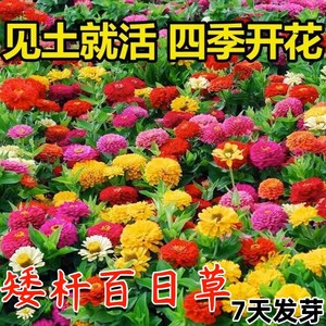 百日草种子混色百日菊花种籽子庭院阳台盆栽四季播种开花易活花籽