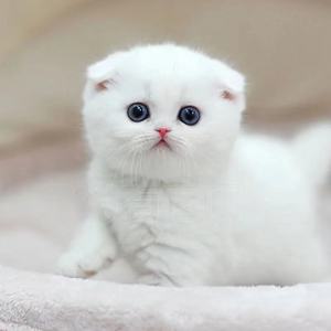 南宁本地纯种银渐层幼猫活体英国短毛猫矮脚银点大包子脸宠物猫咪