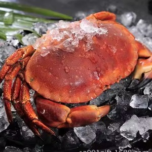 海渔链面包蟹熟冻800-100g/只黄道蟹黄金蟹珍宝蟹螃蟹冷冻海鲜