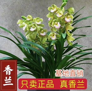 【香水香兰】兰花正品老种高档年宵花兰花盆栽兰花苗兰花基地直销