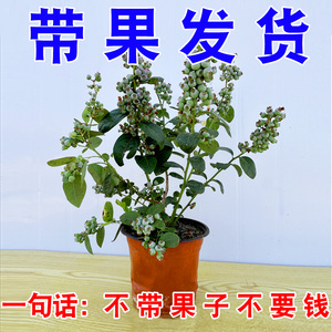 云南大果蓝莓树苗原盆原土带果子发货南北方种植盆栽地栽好养易活