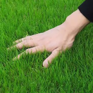 草坪草籽四季常青庭院绿化地毯草种子护坡狗牙根百慕大黑麦草皮孑