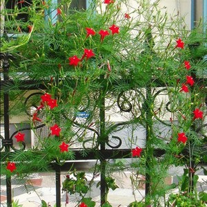 羽叶茑萝种子爬藤花卉种籽五角星花夏季易种阳台盆栽爬墙室外庭院