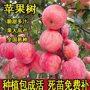 红富士苹果树果苗盆栽矮化昭通冰糖心嫁接丑苹果树苗南方北方种植