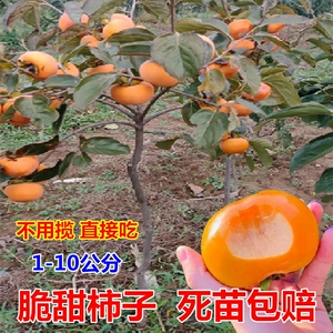 柿子苗树脆甜柿无核柿南北方种植特大庭院地栽当年结果柿子树果苗