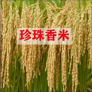 直播水稻种子珍珠米种子 稻谷种籽香米糯米 优质高产圆粒粘米种子