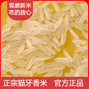 正宗猫牙香米2023晚稻新米大米长粒香米丝苗米茉莉香米油粘米籼米