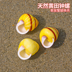 天然海螺贝壳黄田钟螺黄豆螺鱼缸造景装饰蜗牛标本螺寄居蟹替换壳
