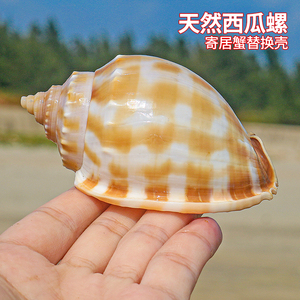 西瓜螺天然贝壳海螺鱼缸造景卷贝鱼寄居蟹繁殖壳创意多肉盆栽摆件