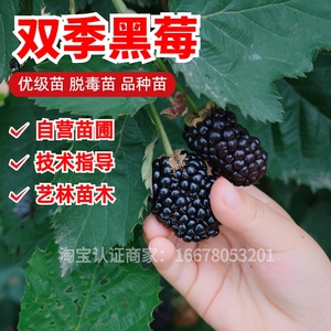 双季黑莓树莓活苗红树莓特大野生树莓苗南北方地盆栽种植当年结果