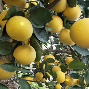 三门特产自家种植老树丑胡柚精选新鲜水果柚子黄心西柚中小果有货