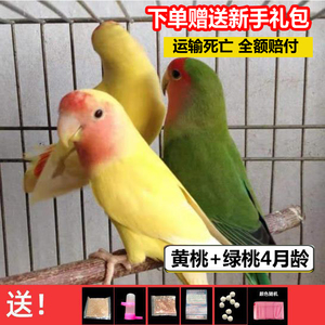 桃脸牡丹鹦鹉活鸟活物小鸟成年繁殖手养黄桃绿桃学说话宠物鸟家。