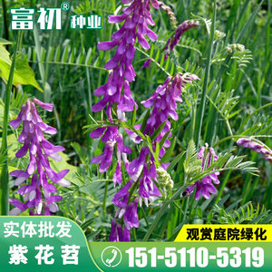 光叶紫花苕种子果园绿肥种子毛苕子长柔毛野豌豆牧草种子养蜂蜜源