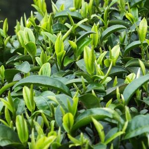 茶叶种籽绿茶正山小种种类正宗早春龙井碧罗春白茶红茶籽茶树种子
