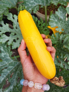 香蕉西葫芦种子黄色金皮香蕉瓜种籽高产生吃阳台盆栽四季蔬菜种