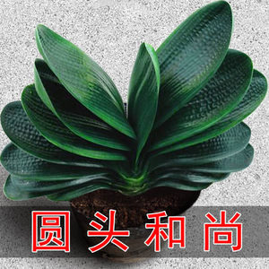 君子兰盆栽植物室内精品圆头和尚大小苗带花苞客厅花卉绿植好养