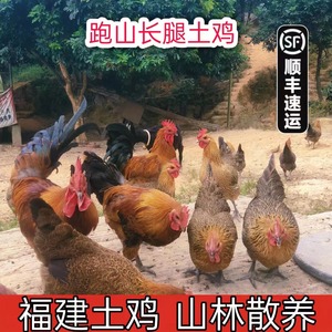 【福建土鸡】山林散养实两年老母鸡肉整只新鲜现杀鸡蛋走地跑山鸡