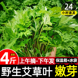 食用艾草新鲜艾蒿青团艾草叶粑粑的草鲜艾野艾田艾野菜蔬菜清明菜