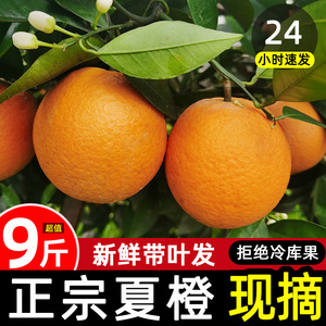 当季现摘橙子广西桂林夏橙新鲜孕妇酸甜水果当季整箱10斤手剥橙