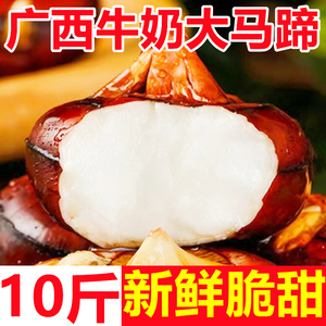 广西牛奶大马蹄荸荠新鲜10斤水果珍珠马蹄莲无为荸荠马蹄果包邮