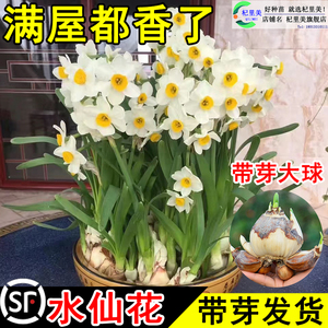 漳州水仙花种球盆栽水养带花苞风信子四季开年宵花卉重瓣特级种籽