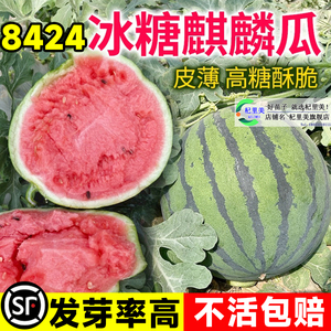 早熟懒汉8424甜王红玉冰糖麒麟无籽京欣美都早春红玉西瓜种籽子孑