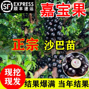 四季树葡萄嘉宝果树果苗沙巴艾斯卡红妃盆栽庭院台湾种植嘉宝果树