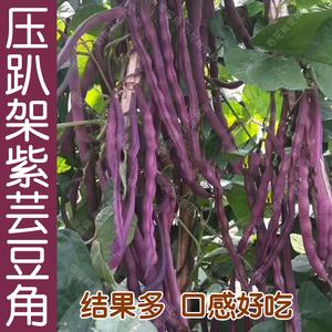压趴架紫芸豆种子 春秋季播豆角豇豆蔬菜籽 高产抗病易种结果多孑