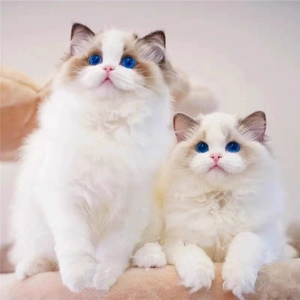 纯种血统山猫布偶幼猫海双蓝眼长毛仙女猫家养不掉毛活体宠物猫咪