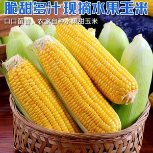 新鲜玉米现摘带皮甜玉米广西农家水果玉米棒子鲜嫩黄玉米10斤包邮