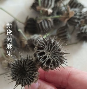 檾麻子 野生茼麻果 檾麻草果子磨盘籽茼麻子青麻子嘛果子