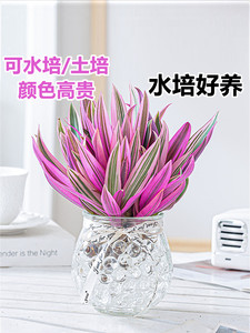 紫露兰水培绿植物吊兰小盆栽室内办公室桌面花卉油画婚礼四季好养
