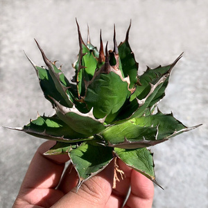 姬霍利达agave horrida一物一拍 龙舌兰沙生耐旱多肉植