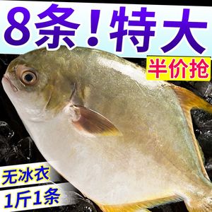 【新上岸】大号金鲳鱼鲜活速冻海鲜水产新鲜海鱼银鲳鱼海鱼金昌