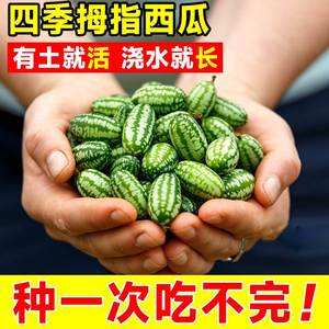 拇指西瓜种籽迷你蔬菜小水果种子秧苗母指四季播种阳台盆栽瓜果孑