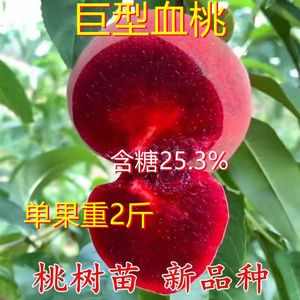 新品种越南特大巨型血桃苗晚熟桃嫁接桃树苗南方北方种植盆栽地载