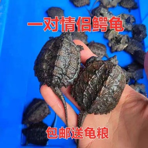 鳄龟苗公母一对 大鳄龟真鳄龟苗鳄龟2斤鳄龟纯佛爆刺王观赏家养宠