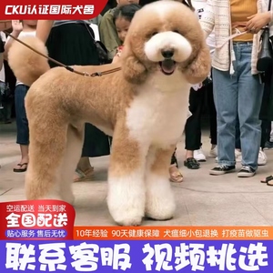 巨贵犬幼犬纯种大型泰迪犬宠物狗狗活体灰红白花色巨贵巨型贵宾狗